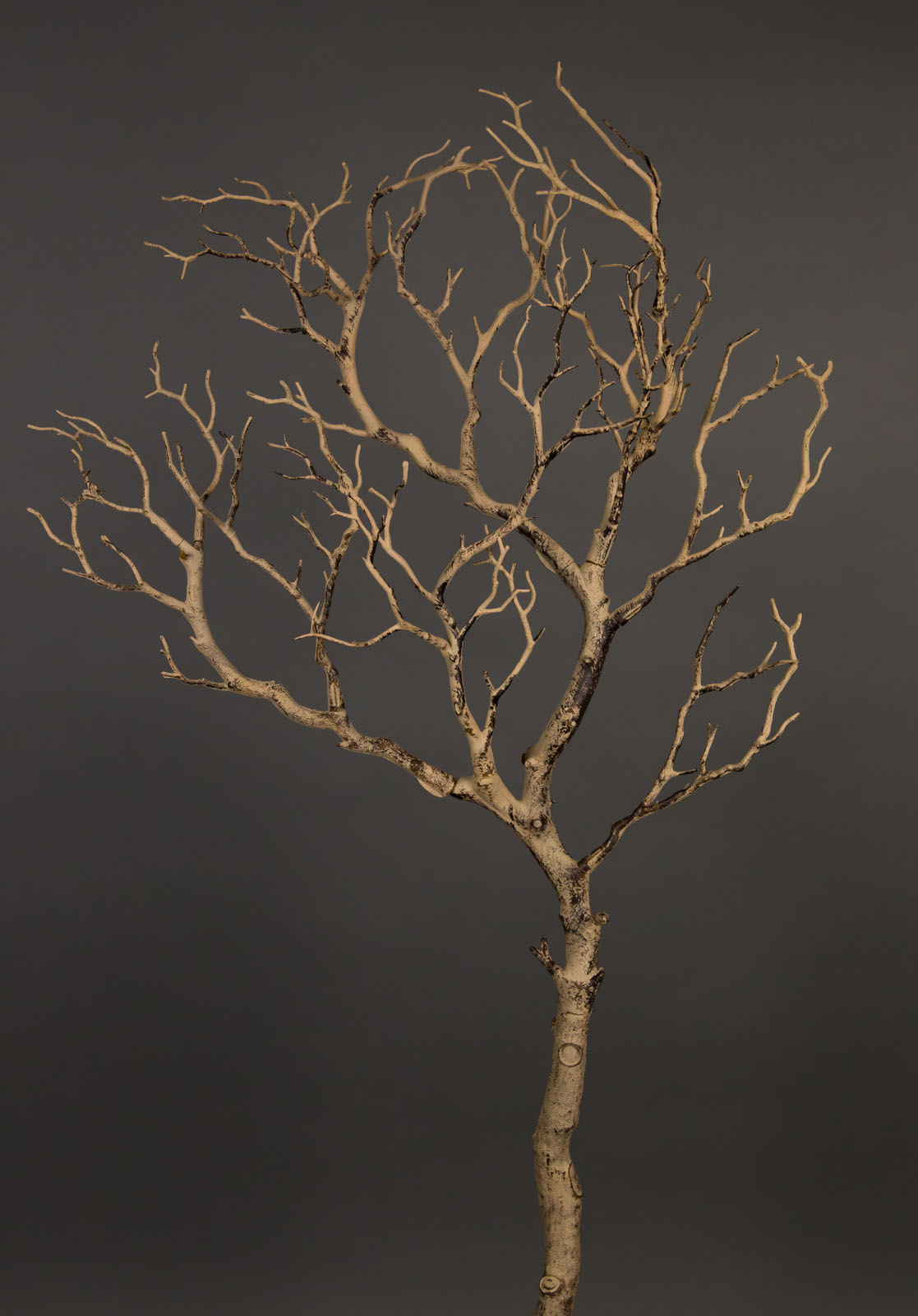 Kopfweide Ca. 30-50cm | Dekoholz Produktbild-Vorschau 8