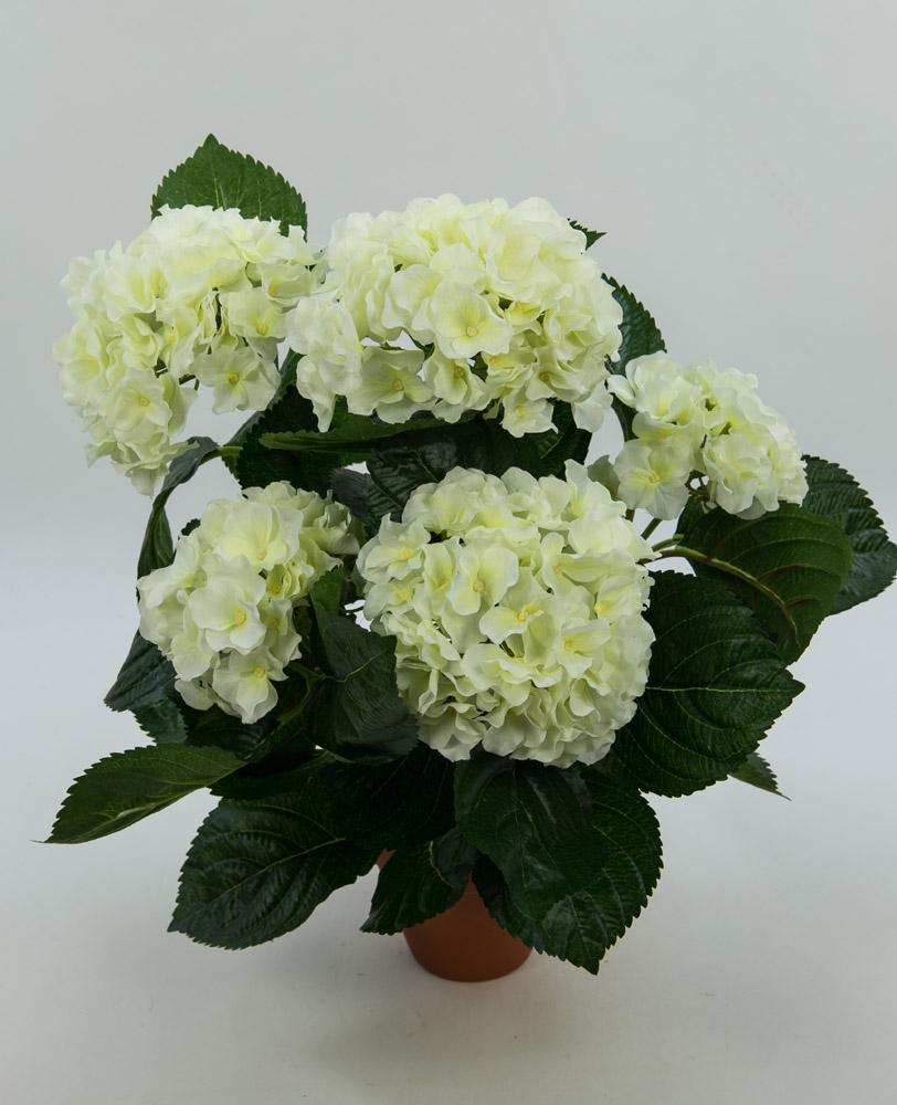Hortensienbusch Deluxe 42cm weiß-creme im Topf LM ...